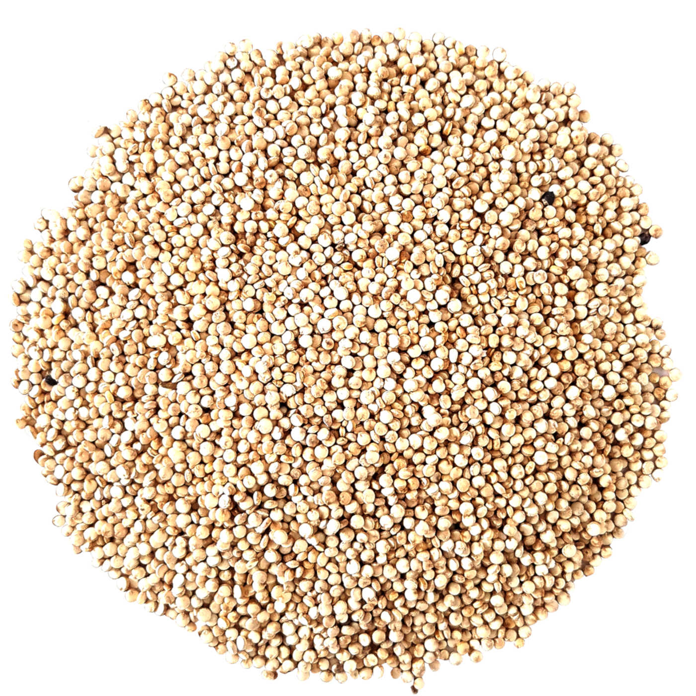Quinoa